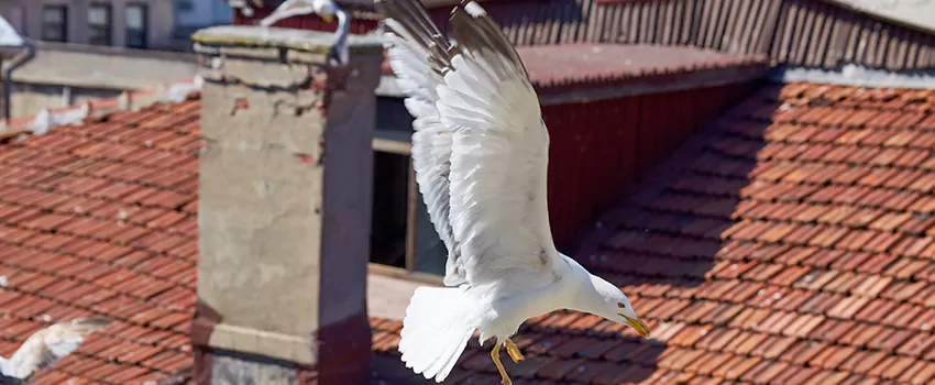 Residential Chimney Animal Removal Solution in La Porte, TX