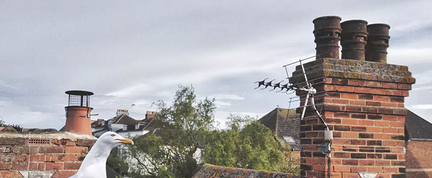 Chimney Cleaning And Restoration in La Porte, Texas